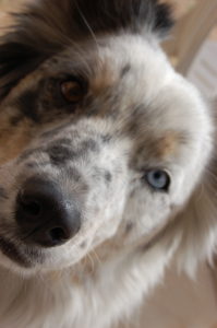 closeup face of a blue merle border collie with one blue eye and one brown. he likes free teacher resources. 